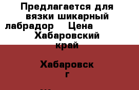 Предлагается для вязки шикарный лабрадор. › Цена ­ 7 000 - Хабаровский край, Хабаровск г. Животные и растения » Собаки   . Хабаровский край